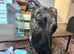 URGENT rehoming