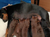 Dobermann puppies