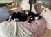 Beautiful kittens almost ready to go