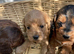 F1 B cavapoo puppies