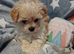 Beautiful Golden Maltipoo puppy's