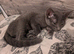 Stunning Russian blue kitten last one left