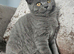 British blue shorthairs LAST MALE LEFT PRICE REDUCED