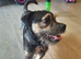 Teacup jack x pug male 11 months old