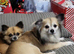 Chihuahua brothers for sale