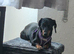 Cookie the sausage dog