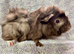 Female guinea pigs