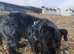Cesky Terrier
