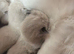 Beautiful pure ragdolls