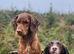 KC registered cocker spaniel stud