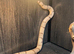 Adult Ghost Honduran at Birmingham Reptiles