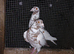 Meulemans racer breeder pair in Wembley