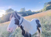 5 year old cob mear