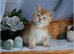 Golden male with blue eyes DBE, carry cinnamon