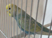 Baby pastel rainbow budgie ring number 4  2026 rung