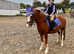 Beautiful 12.2h Pony