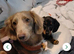 Female dachshund 9 weeks old
