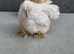 Young pekin bantam chickens