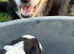 Border collie pups