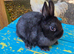 Baby Black Netherland Dwarf Buck - Ready Now