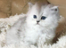 Pedigree persian kittens, white and chinchillas