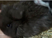 BABY MINI LOPS RABBITS