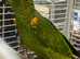 Variety Baby Amazon Parrots available
