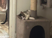 Adorable Kitten Looking for a Loving Home