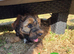Tibetan Terrier puppies READY NOW