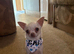Tiny chi for stud 1.2kg chihuahua