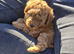 Asian red toy.poochon
