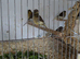 Gloster canaries for sale