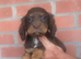 Boy and girl cocker spaniel puppy
