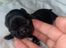 SHIH TZU PUPPIES LOOKING FOR LOVING HOMES