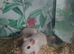 Mixed gerbil available