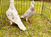 Colour racing pigeons