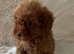 F1bb cockapoo puppies ready to leave