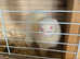 Ferrets kits for sale ready April waiting list