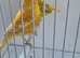 BEAUTIFUL PROVEN PAIR SATINET CANARIES