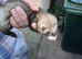 Baby ferret kits