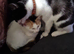 2 female kittens