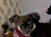 6 month old Chihuahua girl
