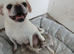 Full pedigree pug pups not kc registered