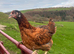 POINT OF LAY PULLETS