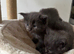 Ticca registered Blue Maine Coon
