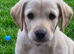 Labrador cross puppies for sale