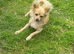 Papillon cross chihuahua