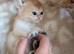 Loving Homes Wanted for Four Golden British Shorthair Kittens