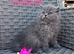 2 GCCF Blue  British Long Hair Kittens