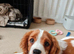 15 week KC Cavalier fully vaccinated